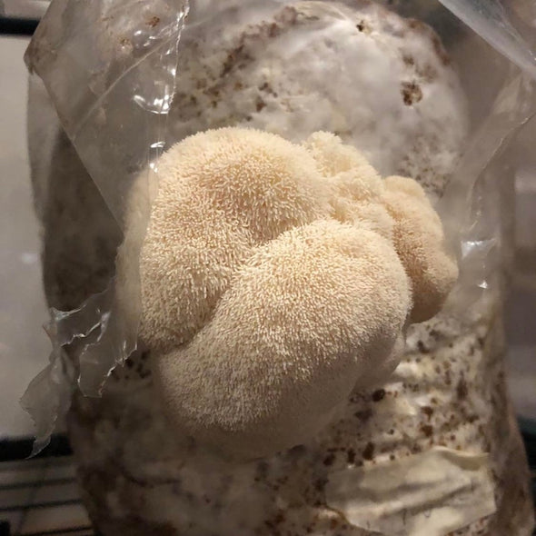 Lion's Mane Mushroom Supplement